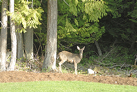 Tanglewood Neighbour