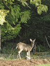 Tanglewood Neighbours